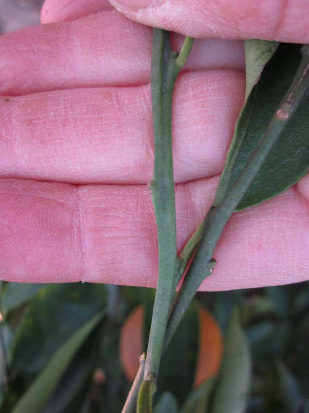              First year twig (Winter Haven, FL)       